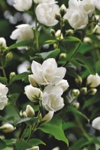 scent-of-jasmine-5267072_1280