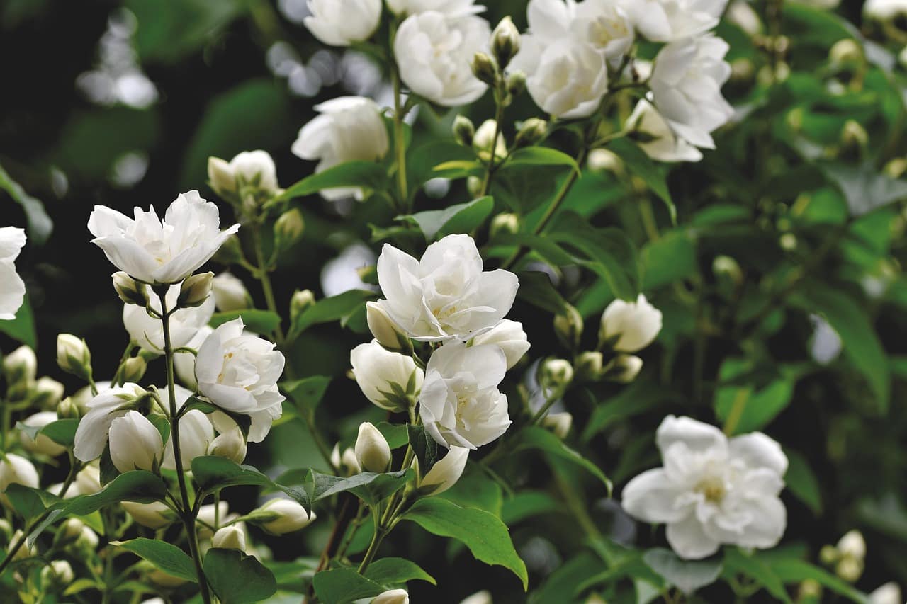 scent-of-jasmine-5267072_1280 scent-of-jasmine-5267072_1280