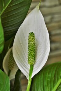 peace-lily-4269363_1280