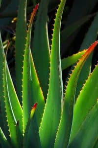plant-6544088_1280
