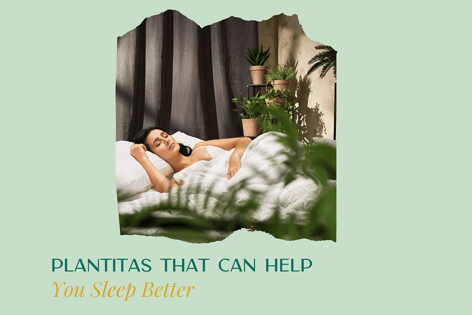 Plantitas That Can Help You Sleep Better